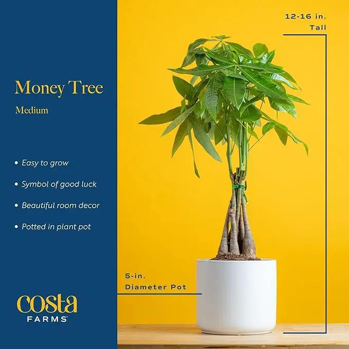 Costa Farms Money Tree, Easy Care Indoor Plant, Live Houseplant in Ceramic Planter Pot, Bonsai Potted in Potting Soil, Home Décor, Birthday Gift, New Home Gift, Outdoor Garden Gift, 16-Inches Tall by GreenHaven Gardens