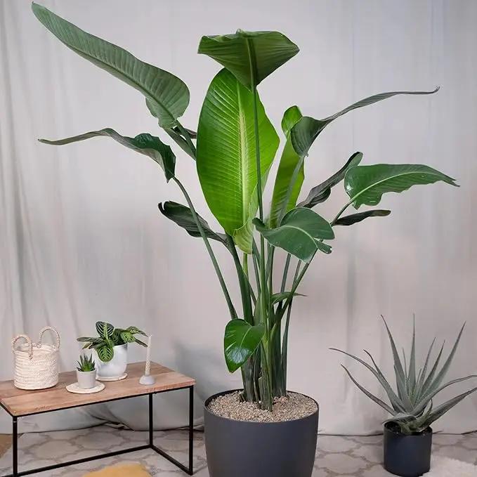 Bird of Paradise - White - Strelitzia Nicholai. (2 White BoP in Cup) by GreenHaven Gardens