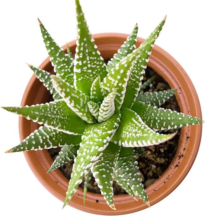Live Succulents Haworthia fasciata 'Big Band' (4-inch), Succulent Plants Fully Rooted in Pots with Soil, Easy-Care House Plant for DIY, Home Office Decor, Wedding Party Favor by GreenHaven Gardens