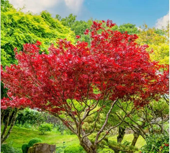 Red Japanese Maple - Live Plant 2-3 feet Tall - Deep Red Leaves by GreenHaven Gardens