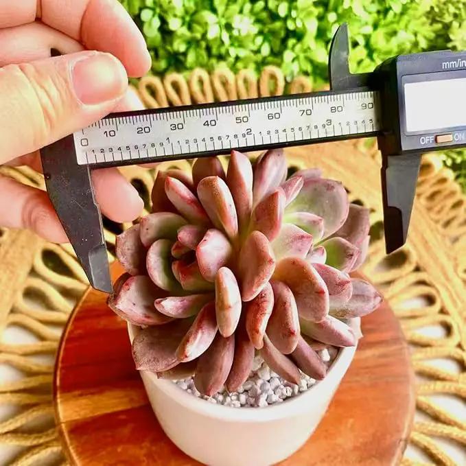 FWPP Live Succulent Echeveria Ariel,3.5 Inches Mini Red Succulents Plants Live,Bare Root Without Pot Soil,Rare House Plants for Gift Party Wedding Garden Baby Shower DIY Decor by GreenHaven Gardens