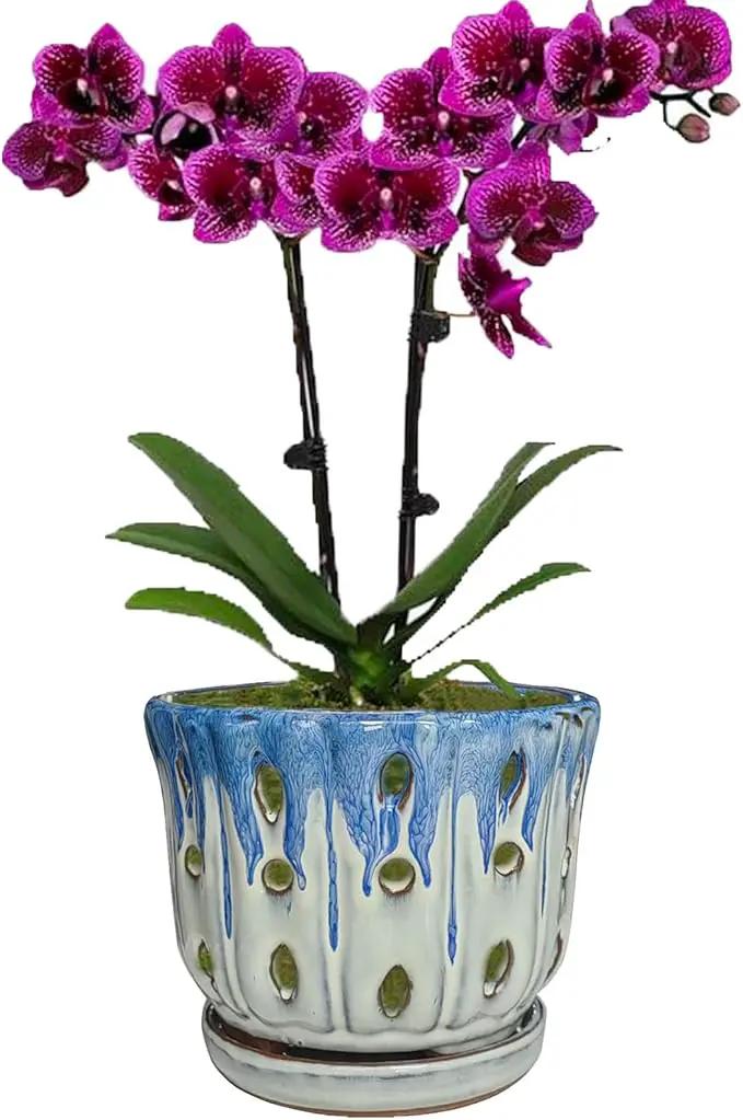Ceramic Orchid Pot with Drainage Hole 6'' Orchid Planter (Blue Cover White) by GreenHaven Gardens