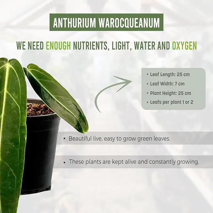 LEAL PLANTS ECUADOR Anthurium Warocqueanum (Pack of 2)| Green Live Plant for Indoors |Rare and Exotic Indoor Plants for Living Room | Queen Anthuriums House Plants | Warocqueanum Heart Plant by GreenHaven Gardens