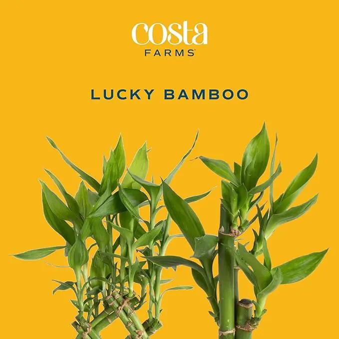 Costa Farms Lucky Bamboo Plant, Easy to Grow Live Indoor Houseplant in Ceramic Planter Pot, Potting Mix, Grower's Choice, Perfect for Home Tabletop, Office Desk, Shelf, Zen Room Decor, 12-Inches Tall by GreenHaven Gardens