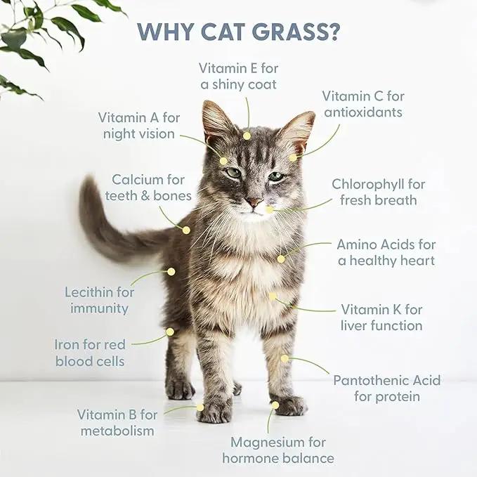 The Cat Ladies Cat Grass Kit (Organic) with Rustic Wood Planter, Seed and Soil. Easy to Grow for Indoor or Outdoor Cats, Dogs and Other Pets. Prevent Hairballs and Aid Digestion by GreenHaven Gardens