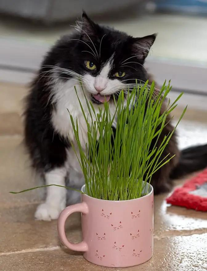 Cat Grass Refill Kit, Includes Seeds and Peat Soil Pellets, 3 Pack, Certified Organic (3 Seed Packs) by GreenHaven Gardens