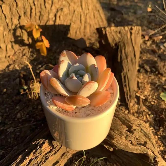 FWPP Live Succulents Plants Echeveria Laui 2.5 inches,Rare red Succulents Bare Root Without Pot Soil, Live Plants Indoor Office Decoration Wedding and Gift by GreenHaven Gardens