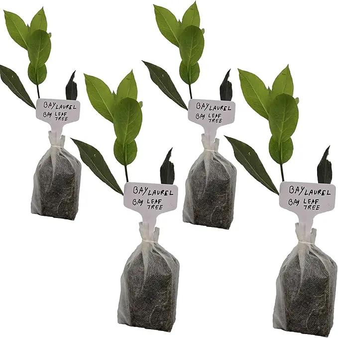 Mediterranean Bay Leaf, Bay Laurel Live Plant. Standard Variety - Laurus Nobilis. Live Plant. Fragrant, Fresh, Edible. Best for Ground Planting Outdoor. (4 Bay Laurel Plants in Sac) by GreenHaven Gardens