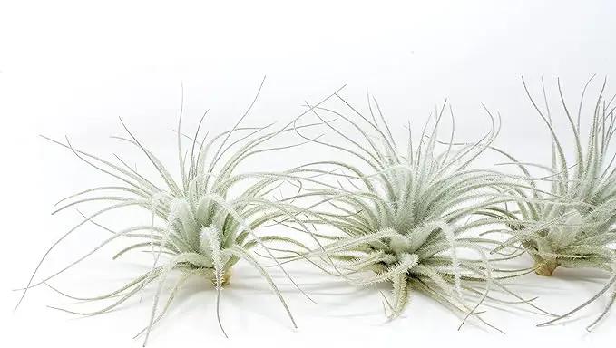 Air Plant Shop 5 Pack Rare Tectorum Ecuador Air Plants - Unique, Bright White, Nursery-Grown Tillandsia House Plant with Fuzzy Trichomes for Terrariums, Driftwood & Living Walls - Wholesale by GreenHaven Gardens