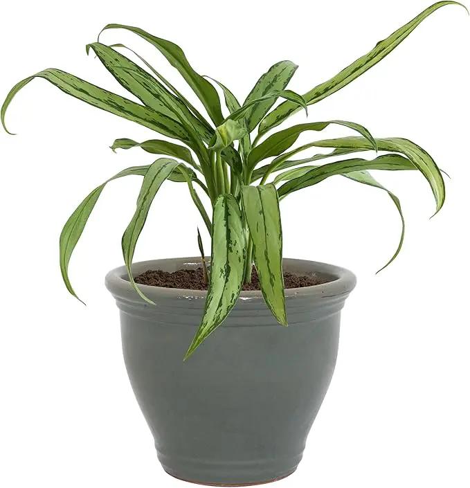 Sunnydaze 15" Large Ceramic Plant Pot - Round Outdoor Glazed Ceramic Planter Pot with Drainage - Gray - Studio by GreenHaven Gardens