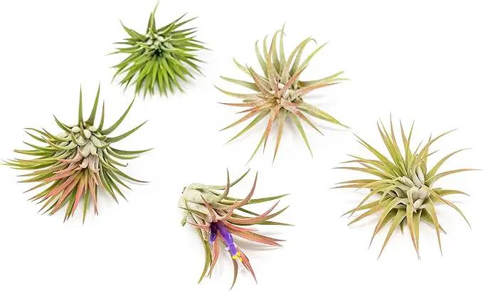 12 Pack Air Plants Ionantha Mexican-Colors and Shape Varies Due to Seasonality-Live Tillandsia Succulent for House Air Plants Holder-Available in Wholesale and Bulk-Easy Care Indoor and Outdoor Plants by GreenHaven Gardens