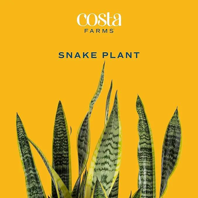 Costa Farms Snake, Sansevieria Mother-In-Law's Tongue in Mid-Century Modern Planter Stand Fits on Floor/Tabletops, Live Indoor Plant, 12-Inch Tall, Grower's Choice by GreenHaven Gardens