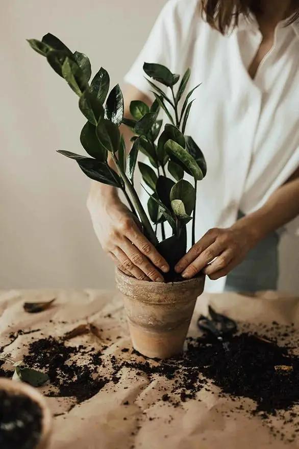 Zamioculcas Potting Mix - Unlock Robust Growth and Striking Leaves with Our High-Performance Formula - 20 Quart by GreenHaven Gardens
