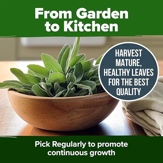 HOME GROWN 𝗨𝗦𝗔 𝗣𝗥𝗘𝗠𝗜𝗨𝗠 White Sage Seeds 323 Pack 𝗡𝗢𝗡-𝗚𝗠𝗢 Heirloom Seeds - Grow Aromatic Sage Plants for Your Herb Seeds Garden with Sage for Planting Outdoor or Indoor (Salvia apiana) by GreenHaven Gardens