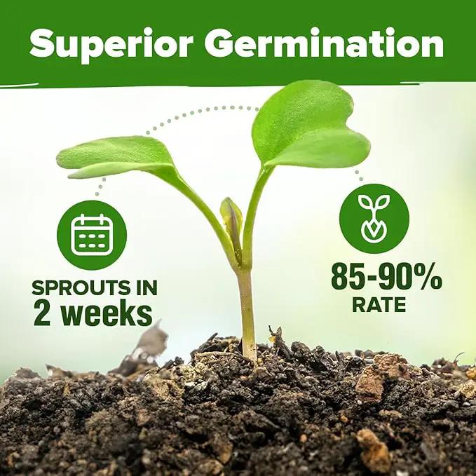 HOME GROWN 30 Herb Seeds for Planting 9,500+ Non-GMO Heirloom Seeds | Extra Large Variety Pack Herb Kit – Indoor Outdoor & Hydroponic | Culinary Seed Set | Grow Your Own Herbs | Gardening Gift by GreenHaven Gardens