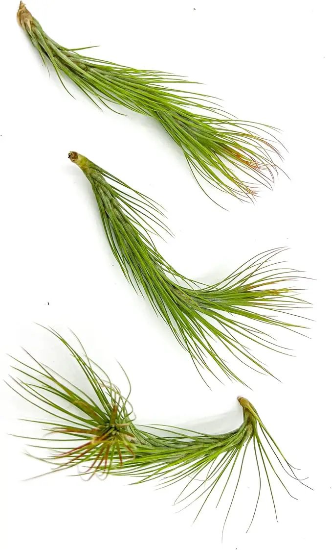 Air Plants - Tillandsia Funckiana Hybrid, Large 5-7" - 3ct - Live Arrival Guaranteed - House Plants for Home Decor & Gift by GreenHaven Gardens