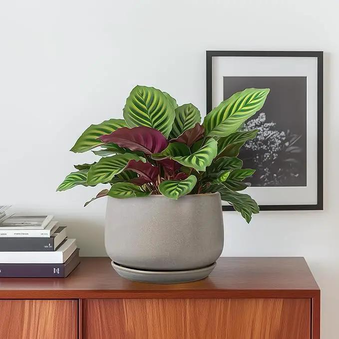 G EPGardening Ceramic Plant Pots - Round 6 Inch Modern Planter with Drainage and Plant Saucer Indoor Outdoor for Flower, Garden Decor, Gifts for Home, Retro Gray by GreenHaven Gardens