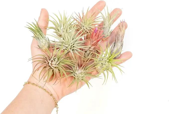 12 Pack Assorted Ionantha Air Plants - Wholesale and Bulk - Succulents - Live Tillandsia - Easy Care Indoor and Outdoor House Plants by GreenHaven Gardens