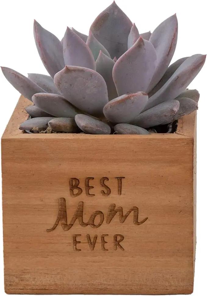 Costa Farms Echeveria, Mini Succulent Plant in Best Mom Ever Wood Decor Planter, Live Indoor Houseplant in Cute Cactus Decor, Great Mother's Day Gift