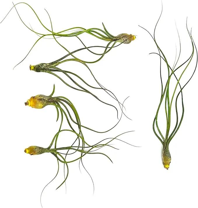 Live Air Plants - Tillandsia Butzii, Jumbo 7-9" - 5ct - Live Arrival Guaranteed - House Plants for Home Decor & Gift by GreenHaven Gardens
