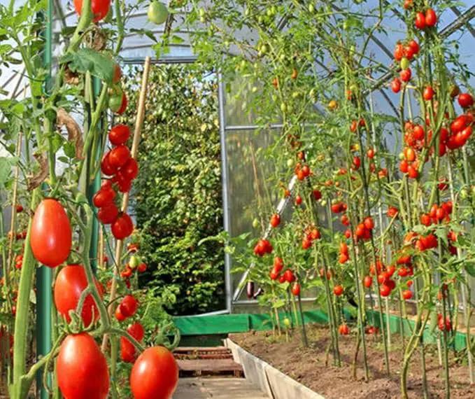 Garden Stakes 3/8" Dia 6 FT FRP Plant Supporting Stakes for Climbing Tomato Cucumber Strawberry Bean Tree, Pack of 10, Dark Green by GreenHaven Gardens