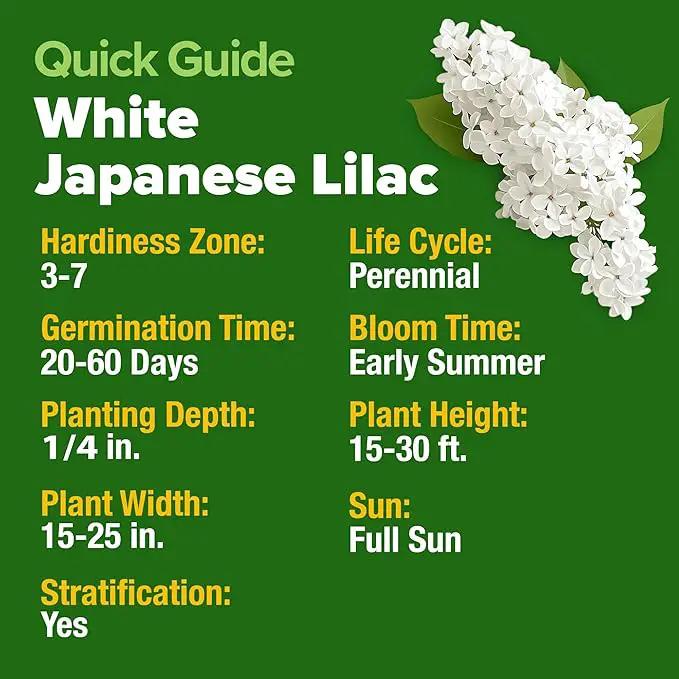 HOME GROWN 𝗨𝗦𝗔 53 White Lilac Flower Seeds Non-GMO, Heirloom Tree Seeds for Planting, Fragrant Flowering Tree Seeds for Landscaping, Pollinator Gardens, and Ornamental Borders (Syringa reticulata) by GreenHaven Gardens