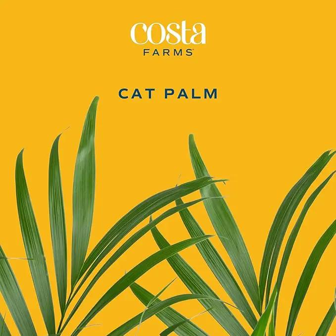 Costa Farms Cat Palm, Live Indoor Houseplant in Garden Plant Pot, Floor House Plant Potted in Potting Soil, Housewarming Gift for New Home, Living Room, Office, Patio Palm Tree Decor, 3-4 Feet Tall by GreenHaven Gardens