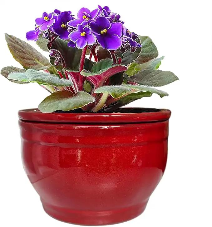 African Violet Pots Self Watering Round Ceramic Violet Pot (red, 6 inch) by GreenHaven Gardens