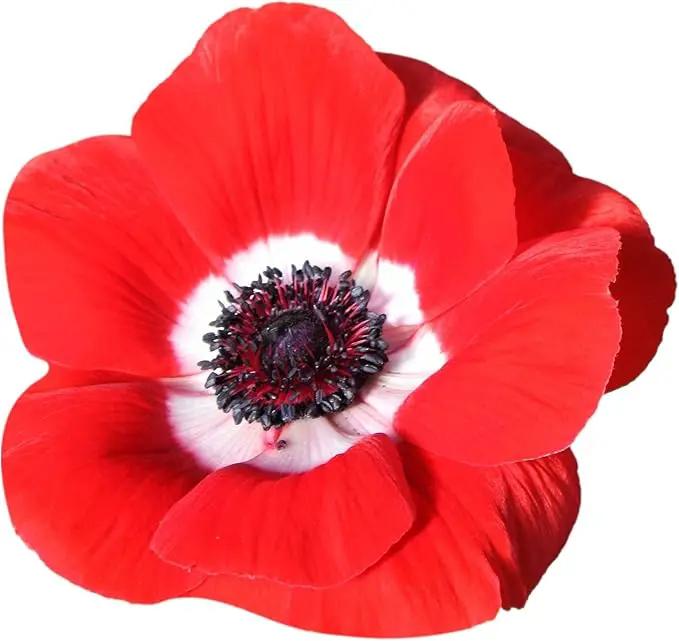 Easy to Grow Anemone Italian Mistral Plus Rosso - 10 Plant Bulbs, Red & White Flowers in Spring Gardens Full Sun by GreenHaven Gardens
