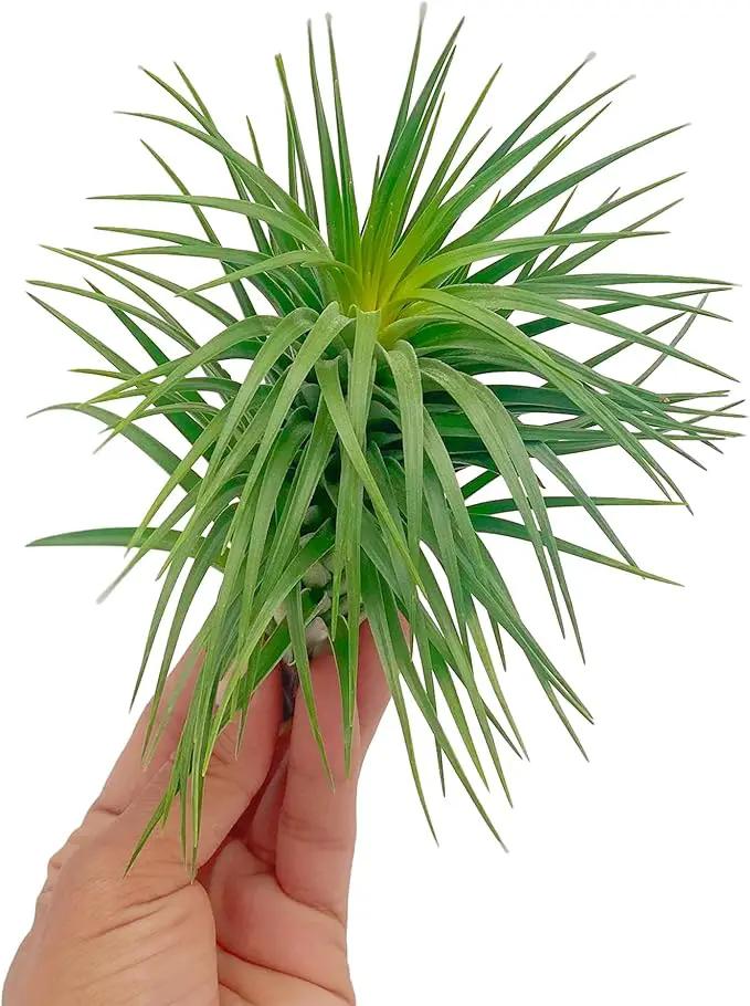 Air Plants - Flowering Tillandsia Pink Paske Large 5" - 1ct - Live Arrival Guaranteed - House Plants for Home Decor & Gift by GreenHaven Gardens