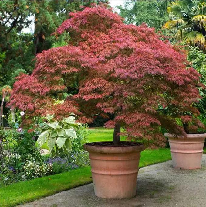 Red Japanese Maple - Live Plant 2-3 feet Tall - Deep Red Leaves by GreenHaven Gardens