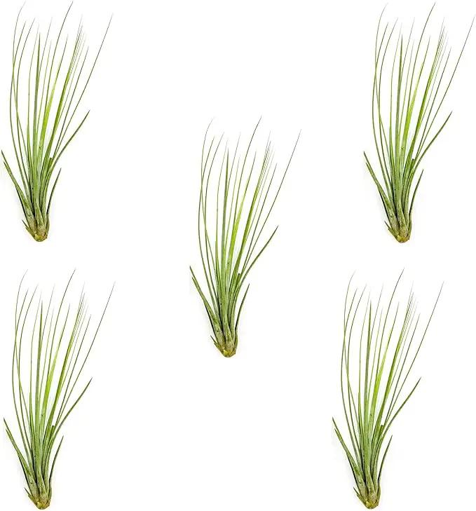 Air Plants - Tillandsia Juncea, Jumbo 8-12" - 5ct - Live Arrival Guaranteed - House Plants for Home Decor & Gift by GreenHaven Gardens