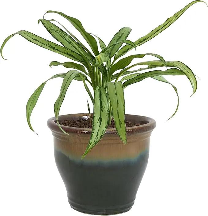 Sunnydaze Studio Large Ceramic Plant Pot - Round Outdoor Glazed Ceramic Planter Pot with Drainage - Forest Lake Green - 14.5" by GreenHaven Gardens