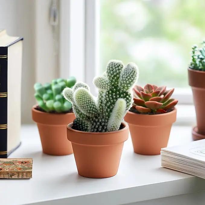 2" Live Succulent 'Bunny Ear Cactus', Rare Succulent Plants Fully Rooted in Pots, Unique House Plant for DIY, Party Favor, Home Office Decoration by GreenHaven Gardens