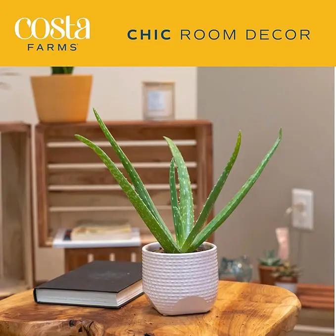Costa Farms Aloe Vera Plant, Live Succulent, Easy Care Indoor Houseplant in Grower Pot, Room Air Purifier, Tabletop, Office, Desk or Home Décor, Housewarming, Garden Gift, 10-Inches Tall by GreenHaven Gardens