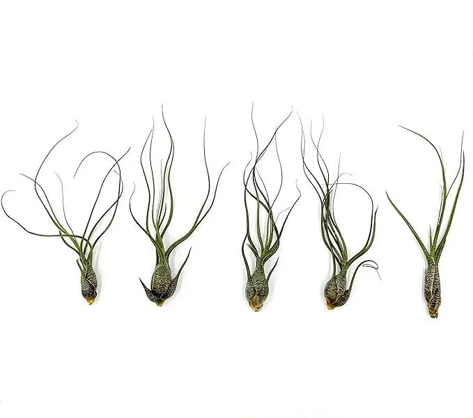 Live Air Plants - Tillandsia Butzii, Jumbo 7-9" - 5ct - Live Arrival Guaranteed - House Plants for Home Decor & Gift by GreenHaven Gardens