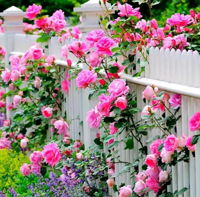 100pcs Pink Climbing Rose Vine Seeds - Amazing Growth and Beautiful Roses - Perennial Heirloom Non-GMO Outdoor by GreenHaven Gardens