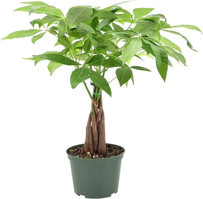 Arcadia Garden Products Money Tree Live Indoor Plant in 6 in. Plastic Grower Pot, Black *Sold by Amazon and Arcadia Garden Products* by GreenHaven Gardens