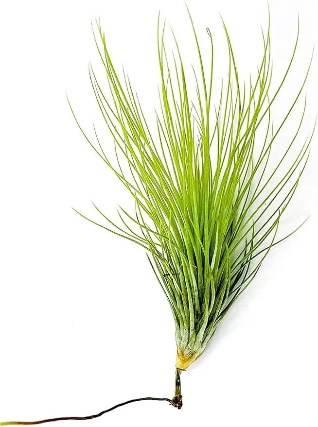 Air Plants - Tillandsia Andreana, Large 4-6" - 3ct - Live Arrival Gauranteed - House Plants for Home Decor & Gift by GreenHaven Gardens