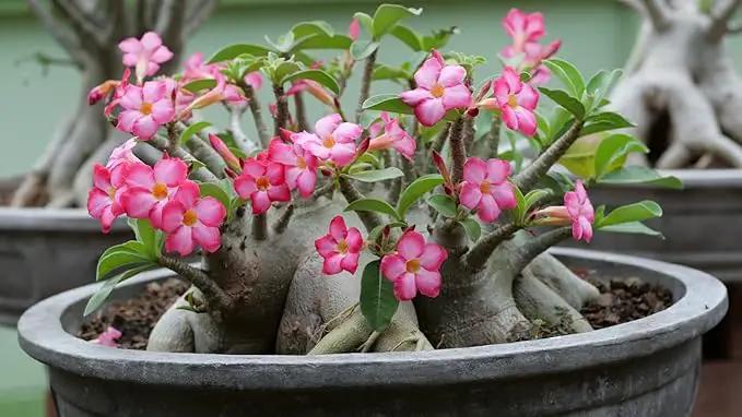 Organic Desert Rose Soil Blend - Promote Strong Root Development and Flowering - 20 QUARTS by GreenHaven Gardens