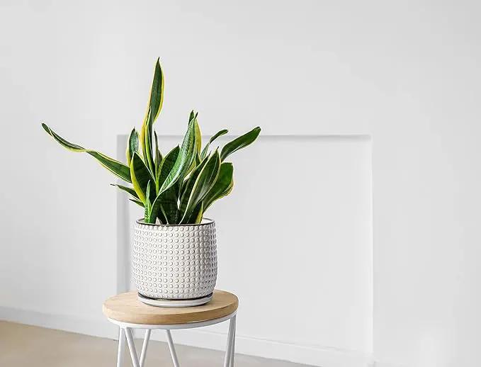 D'vine Dev 8 Inch 6 Inch Ceramic Indoor Planter Pots with Drainage Hole and Saucer, Beaded Design Flower Pots, Set of 2, Smoked White, 27-D-P-1 by GreenHaven Gardens
