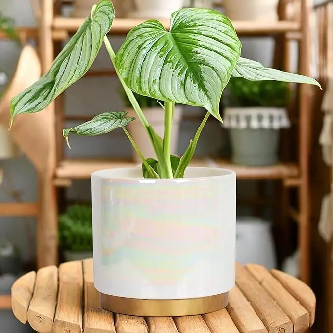 Gepege White Indoor Pots for Plants, Ceramic Planter with Drainage Hole, 9.6inch+7.6Inch+6Inch. Succulent Orchid Flower Pot - Rainbow Pearl Glaze by GreenHaven Gardens