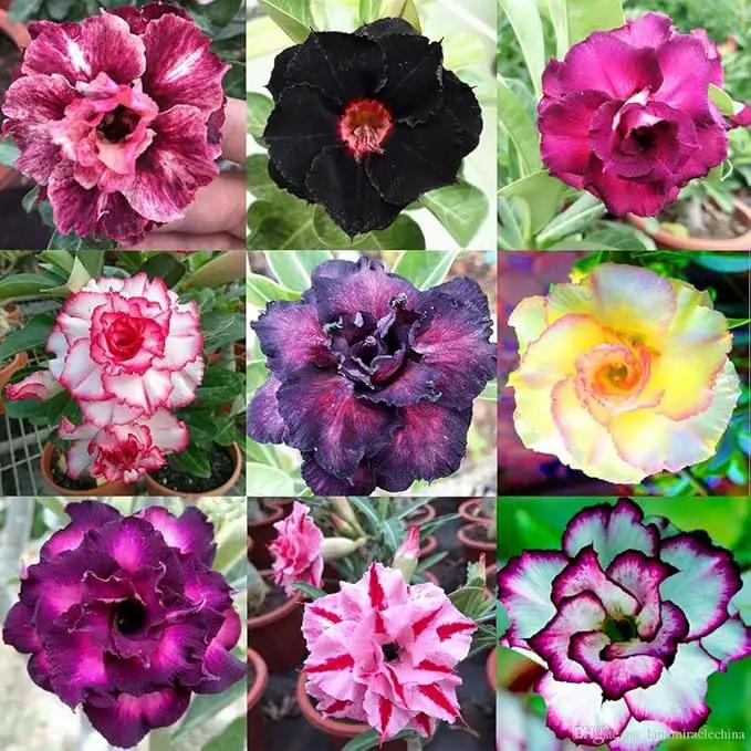 Desert Rose Potting Mix - Crafted for Superior Performance and Stunning Blooms - 10 QUARTS by GreenHaven Gardens