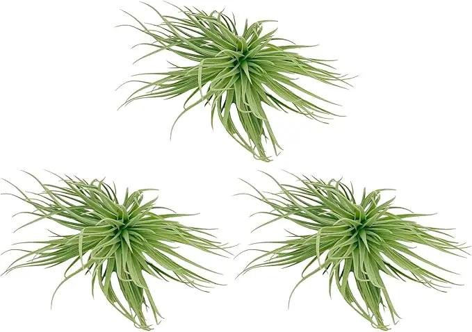 Air Plants - Flowering Tillandsia Rose BAER, Large 5" - 3ct - Live Arrival Guaranteed - House Plants for Home Decor & Gift by GreenHaven Gardens