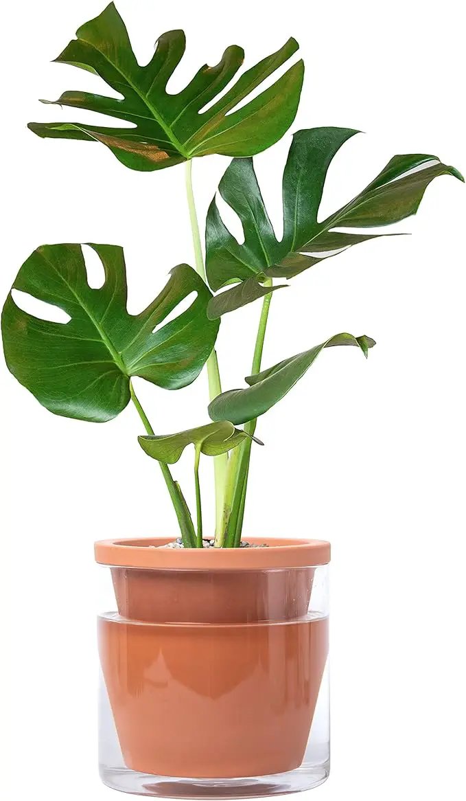 D'vine Dev 6 Inch Design Self Watering Pot for Indoor Plants, Terracotta Planter with Cylinder Glass Cup, Set of 1, 37-X-B-1 by GreenHaven Gardens