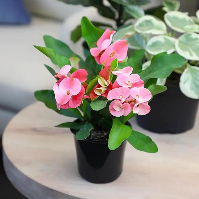 Euphorbia Crown of Thorns Plant Decor, Perennial Plants Ready to Plant, Cactus Plants Live Houseplants, Outdoor Plants Live House Plants Live Plants Indoor Plants Live Houseplants by Plants for Pets by GreenHaven Gardens