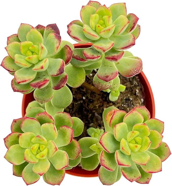 Live Succulent Plants Echeveria 'Tango', Easy Care Potted Succulents, Approx 4" D x 4" H, Indoor Houseplant, Unique Gifts, Home Office Décor by GreenHaven Gardens