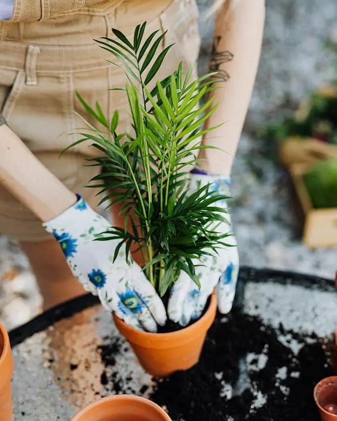 Gardenera's Premium Peace Lily Potting Mix : Hand-Crafted for Optimal Growth and Health - [3-Quart Bag] by GreenHaven Gardens