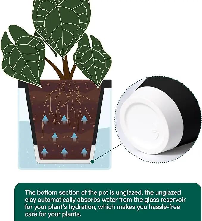 D'vine Dev 6 Inch Design Self Watering Planter for Indoor Plants, Black Terracotta Pot with Cylinder Glass Cup, Set of 2, 37-Y-B-3 by GreenHaven Gardens