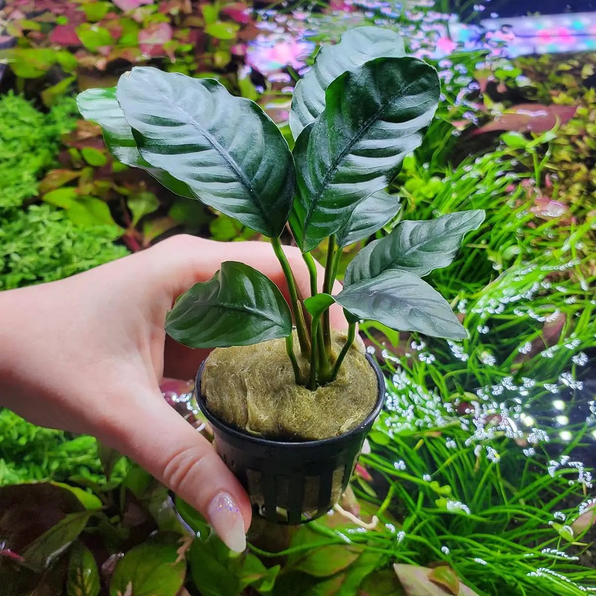 Anubias Live Aquarium Plants - Potted Freshwater Plant for Fish Tanks, Terrariums - Beginner Friendly Low Light (Barteri Coffeefolia, 1 Pot) by GreenHaven Gardens